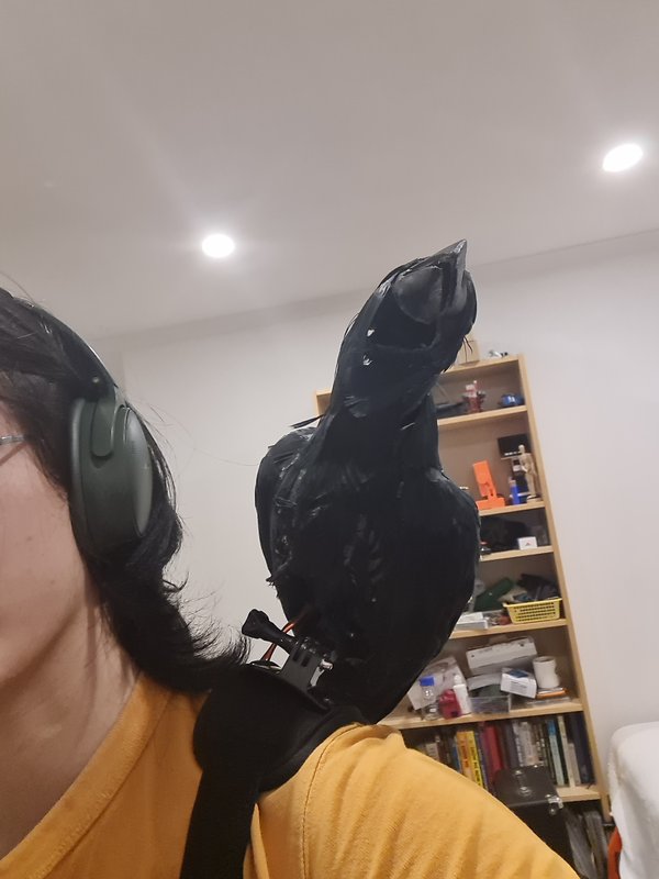 Crow Shoulder